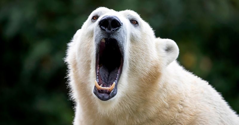 Polar Bear