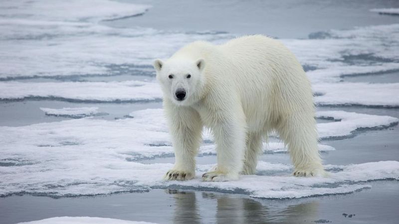 Polar Bear