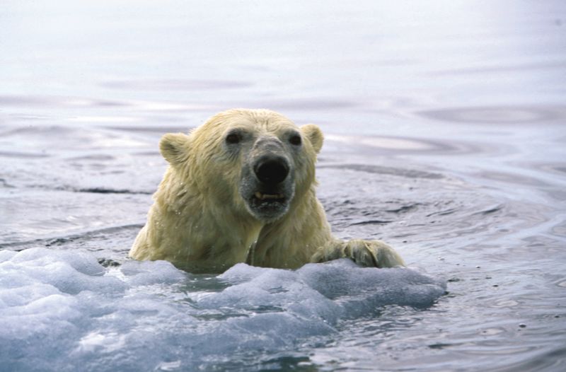 Polar Bear