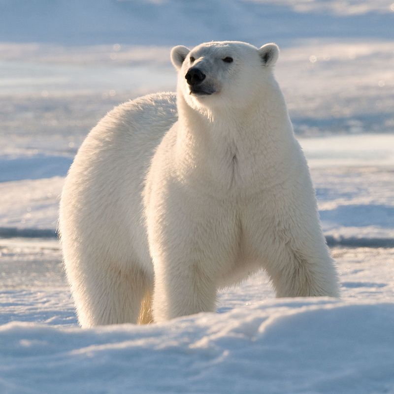 Polar Bear