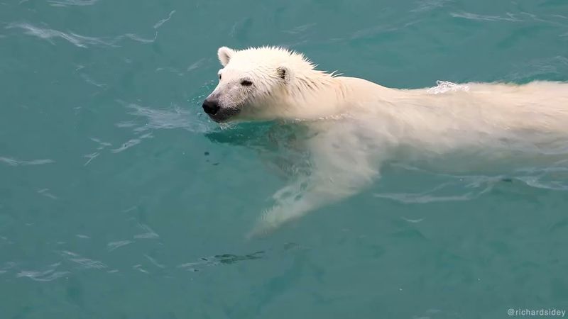 Polar Bear Swimming