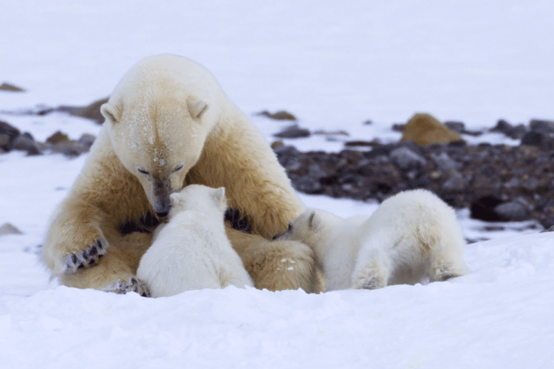 Polar Bear
