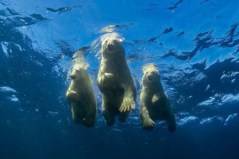 Polar Bears' Swimming Endurance