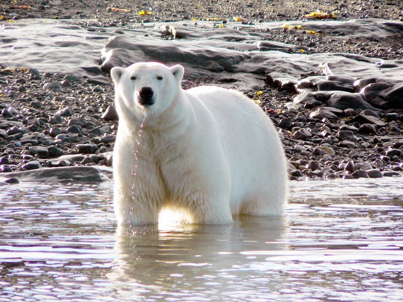 Polar Bears