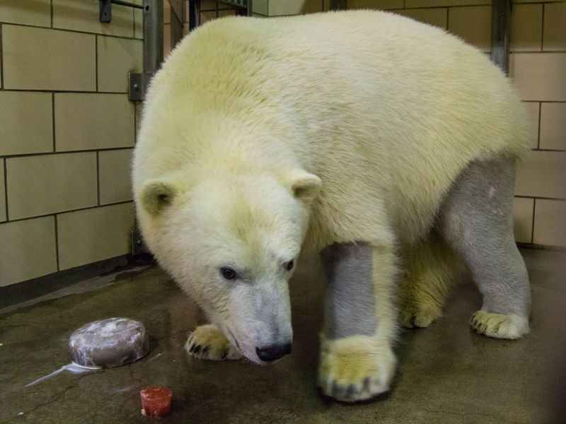 Polar Bears Have Black Skin
