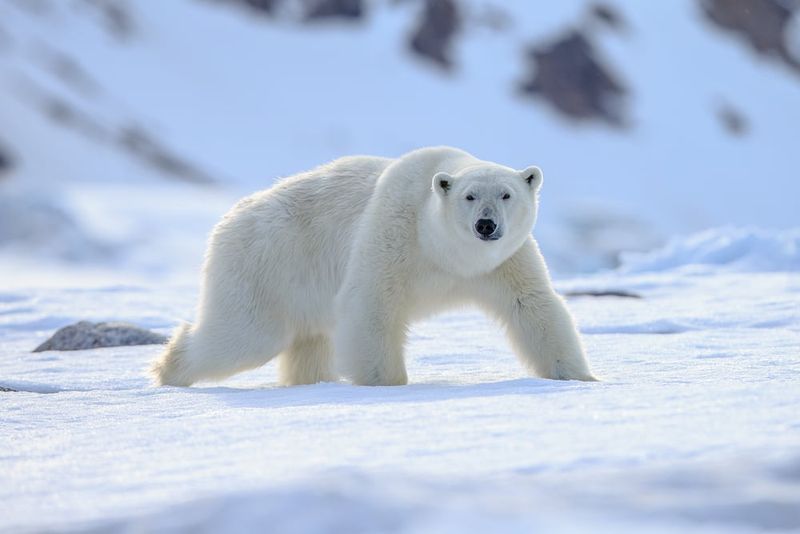 Polar Bears' Transparent Fur