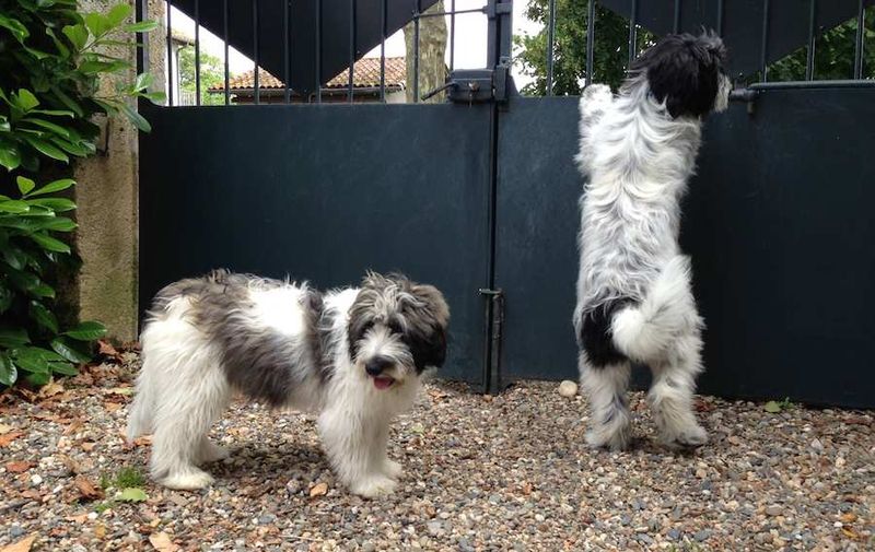 Polish Lowland Sheepdog
