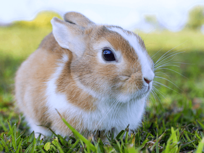 Polish Rabbit