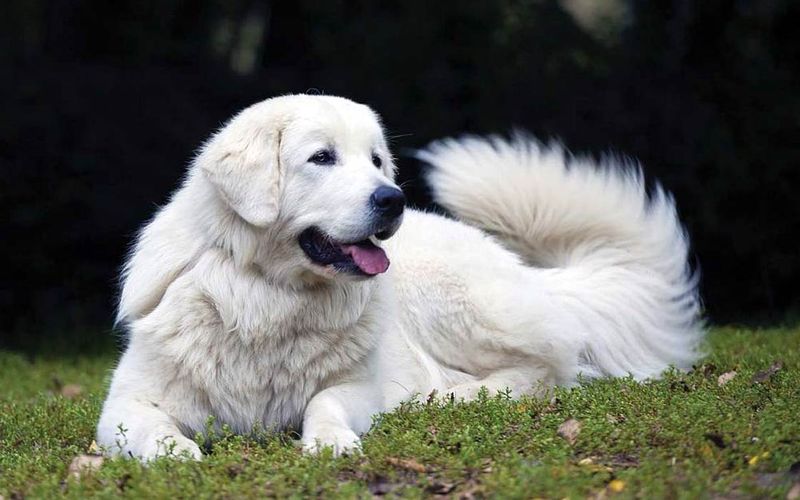Polish Tatra Sheepdog