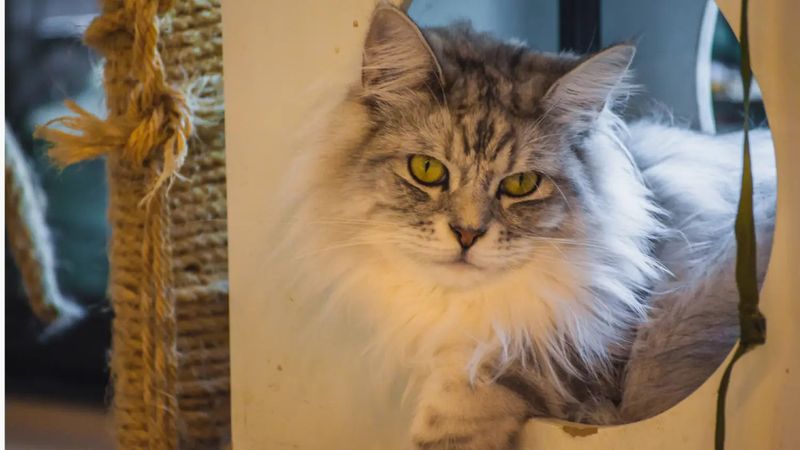 Polycystic Kidney Disease in Maine Coons