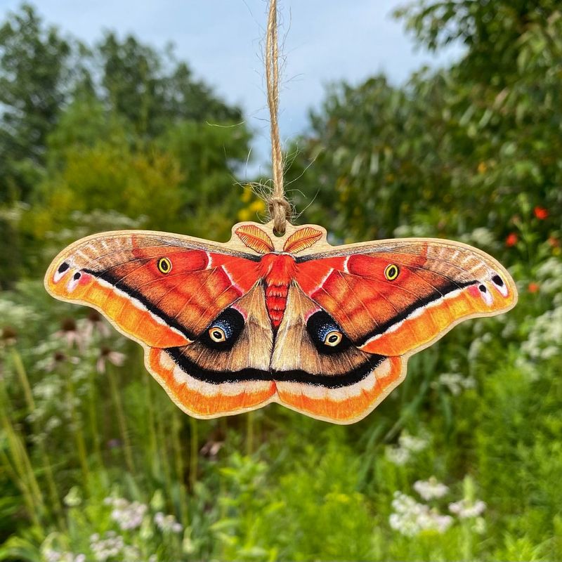 Polyphemus Moth