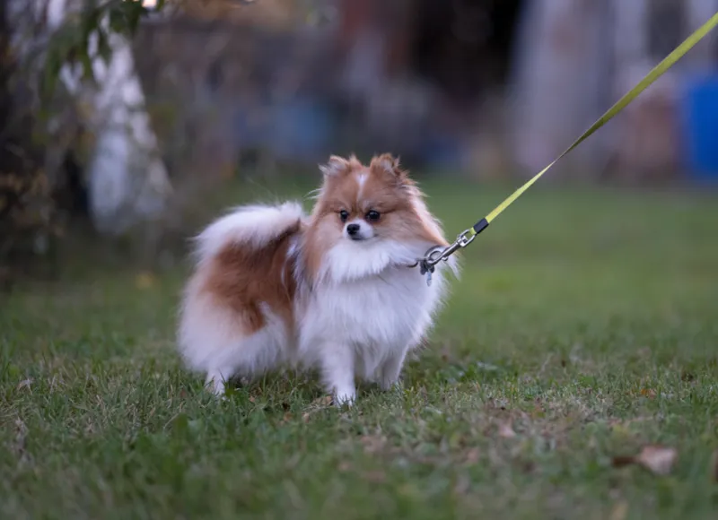 Pomeranian
