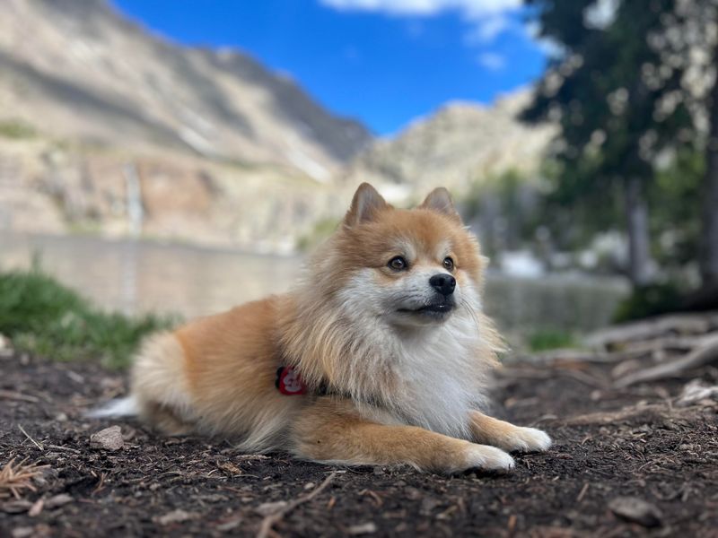 Pomeranian