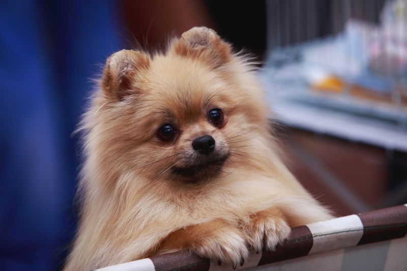 Pomeranian