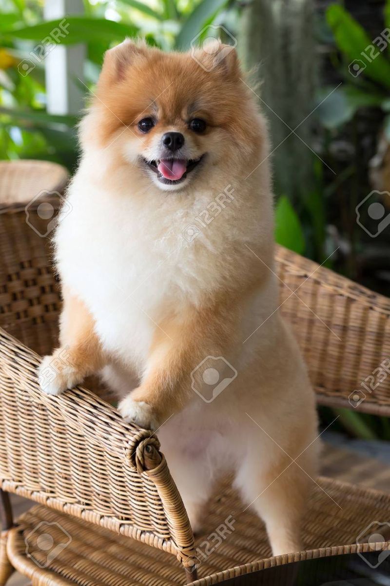 Pomeranian