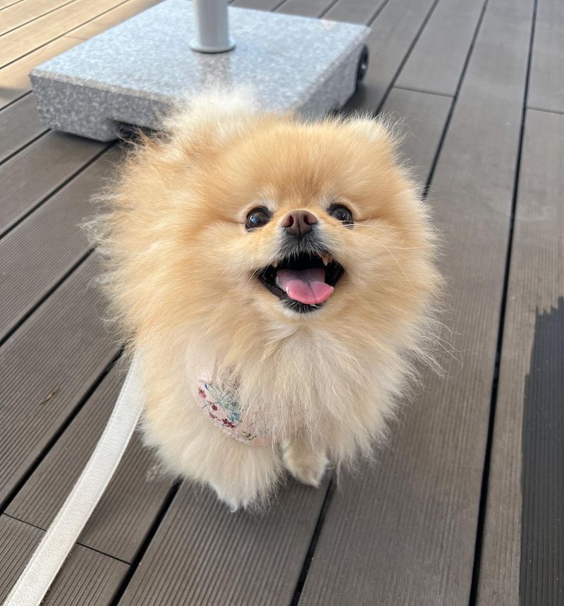 Pomeranian