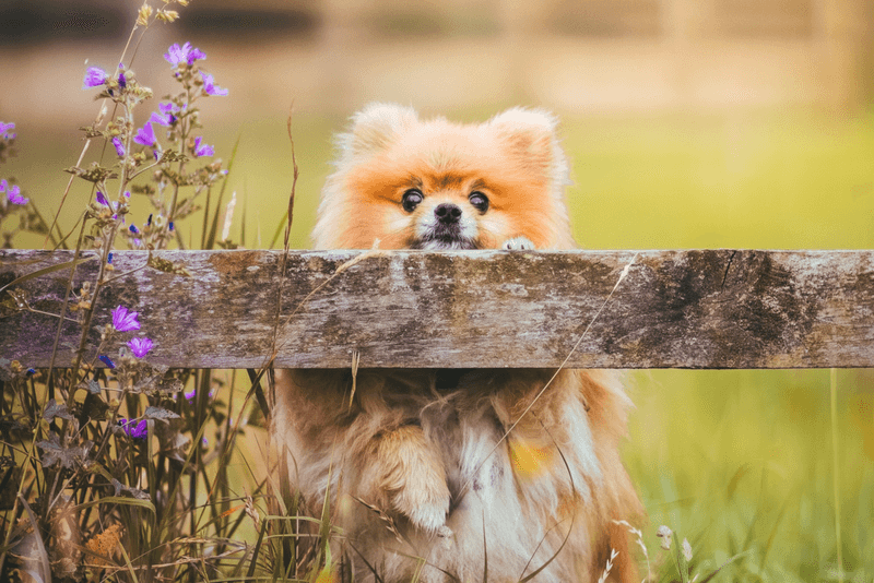 Pomeranian