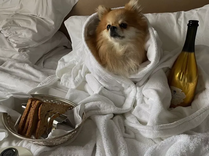 Pomeranian