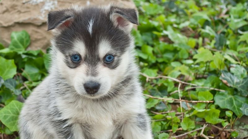 Pomsky