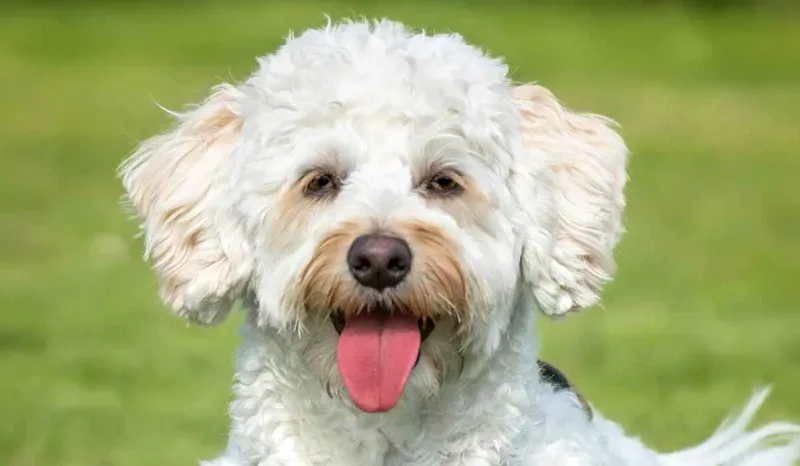 Poochon
