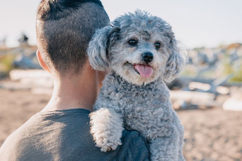 Poodle