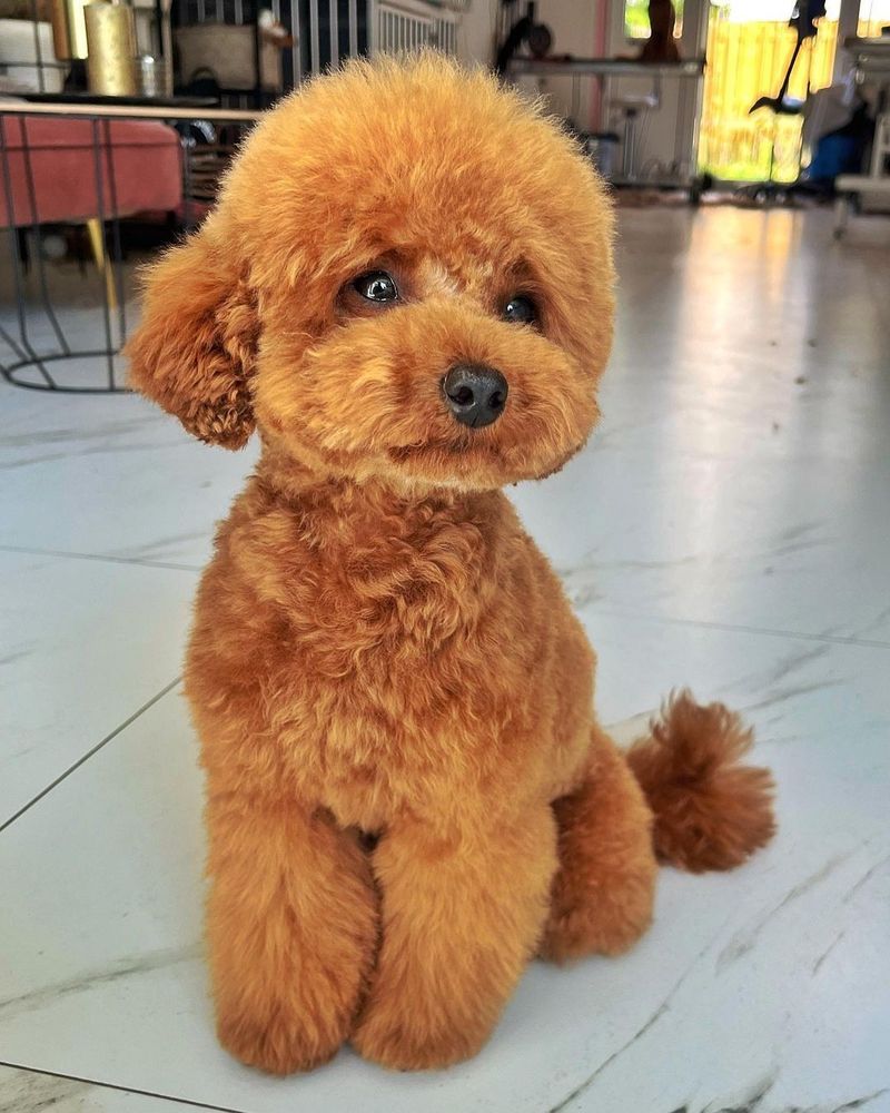 Poodle