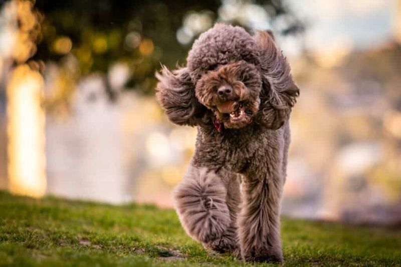 Poodle