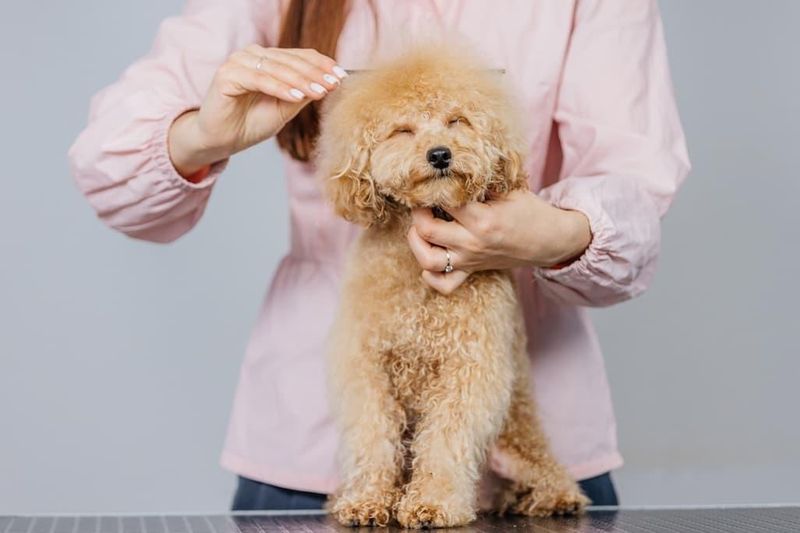 Poodle