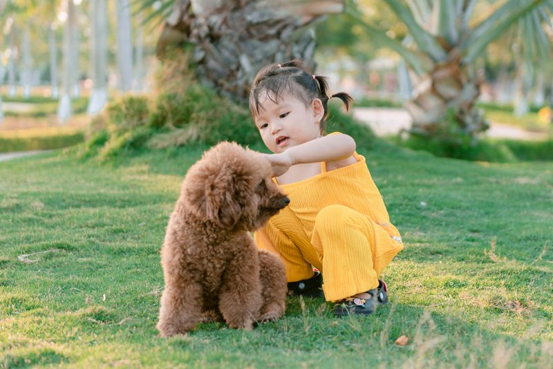 Poodle