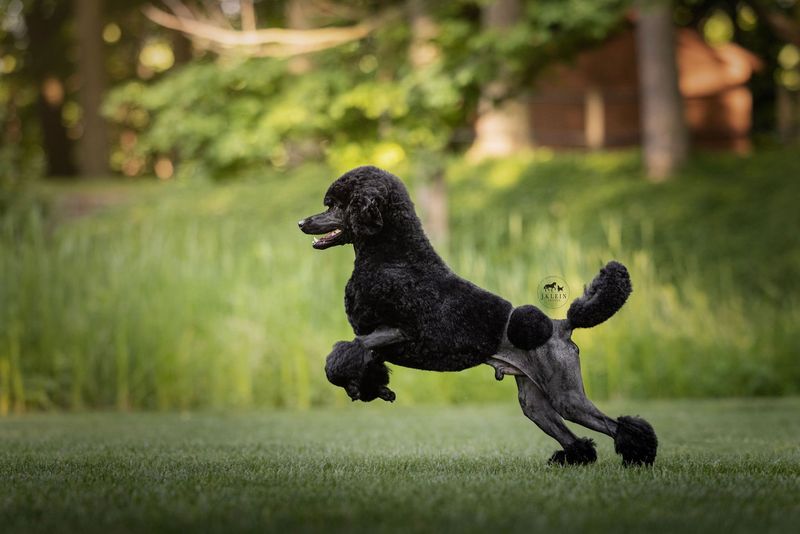Poodle