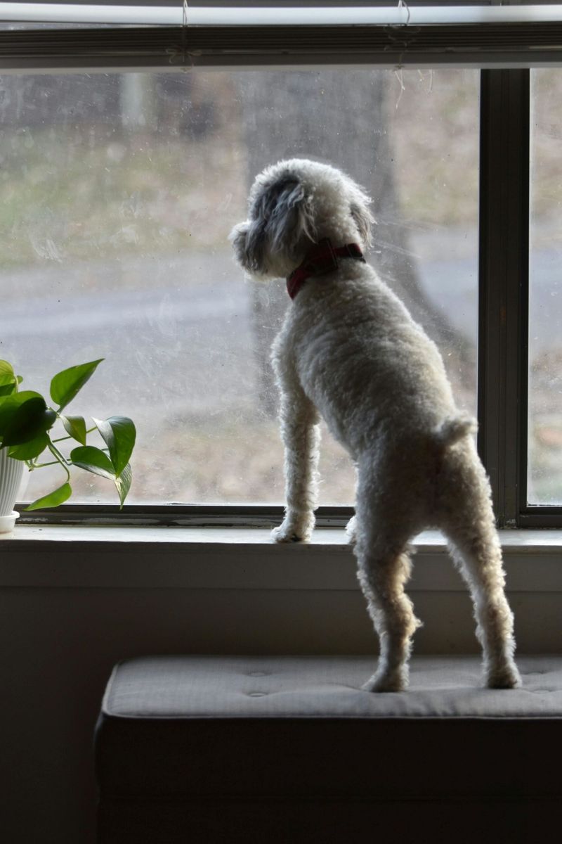 Poodle