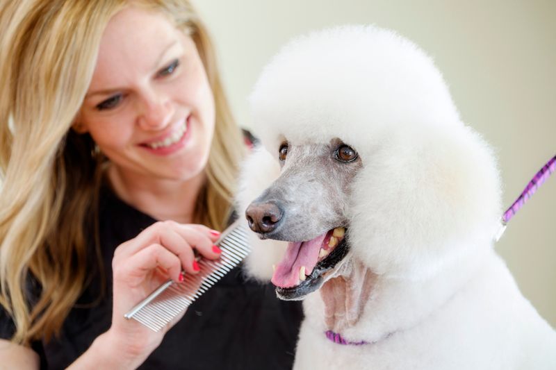 Poodle