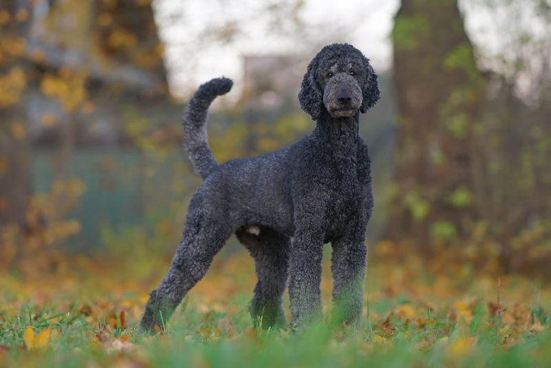 Poodle