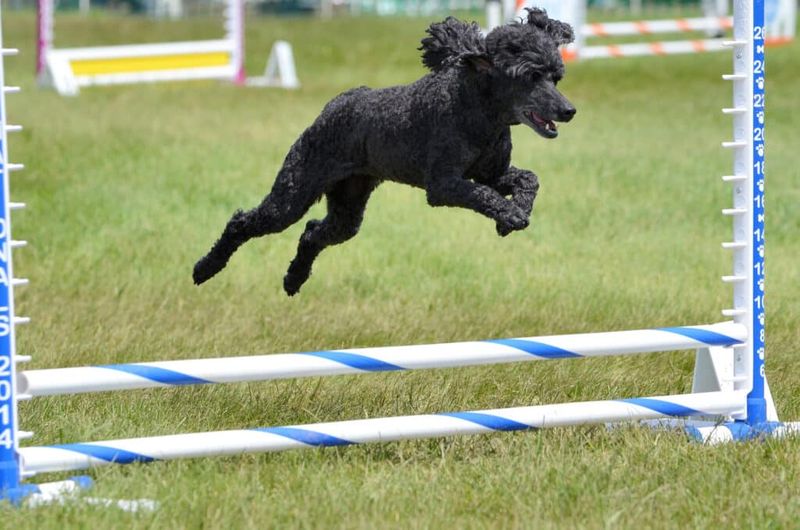 Poodle
