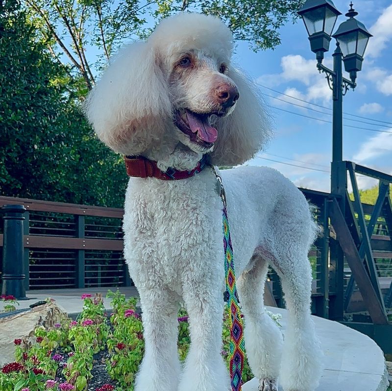 Poodle