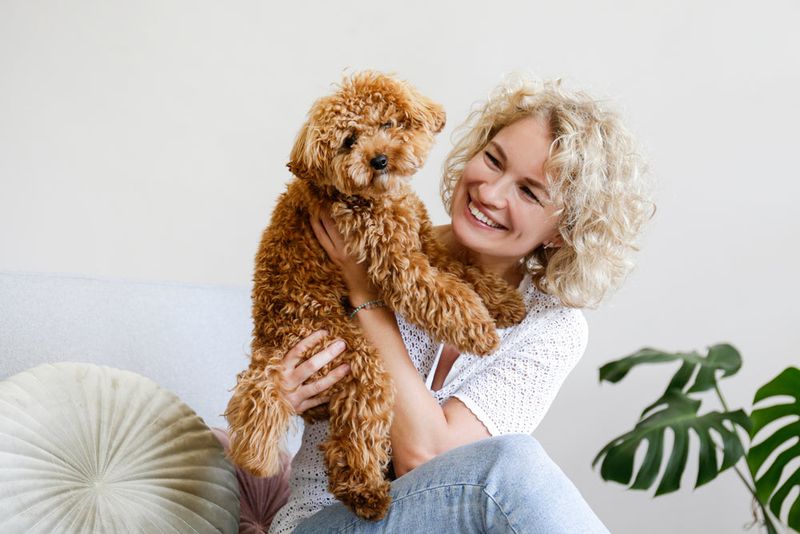 Poodle
