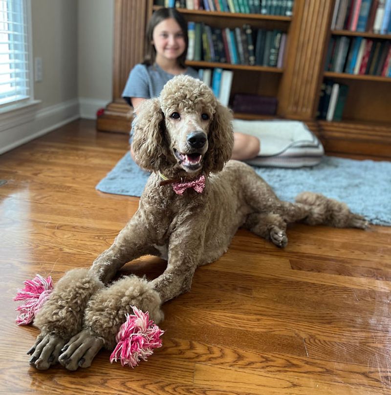 Poodle