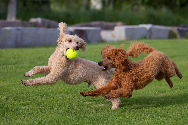 Poodle