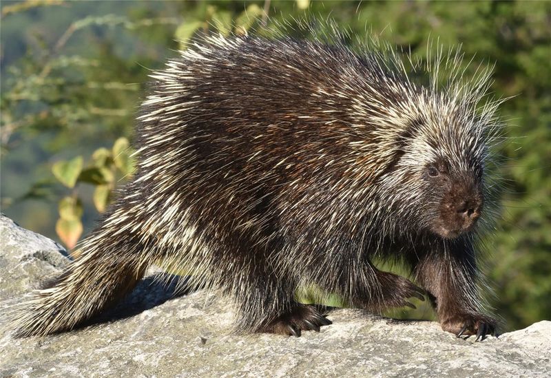 Porcupine