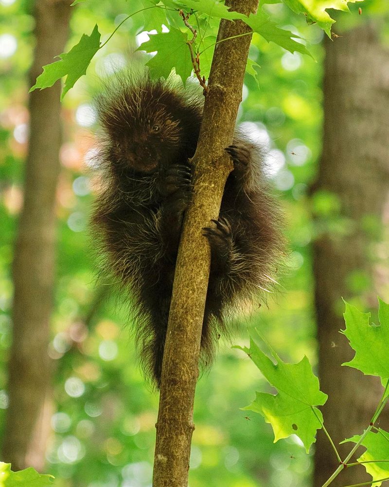 Porcupine