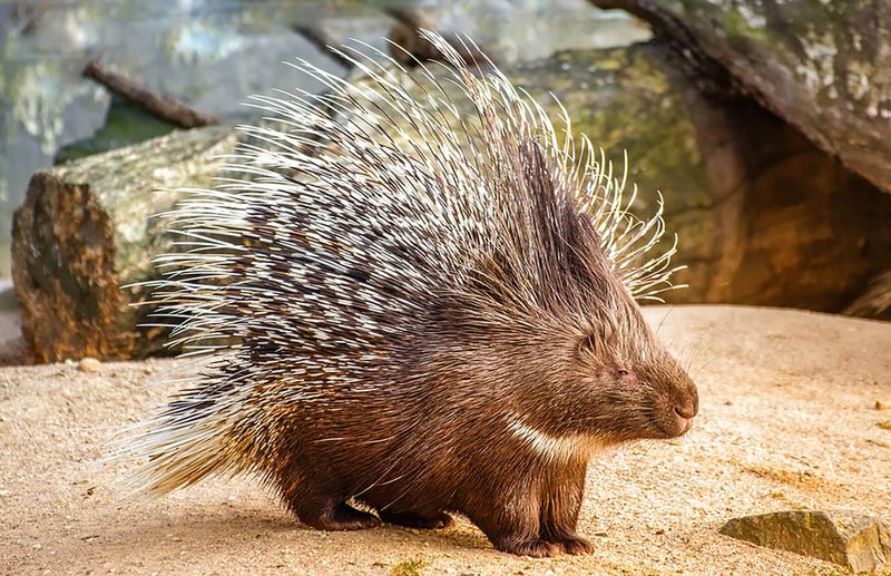 Porcupines