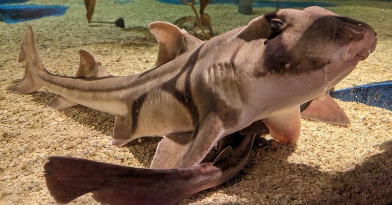 Port Jackson Shark