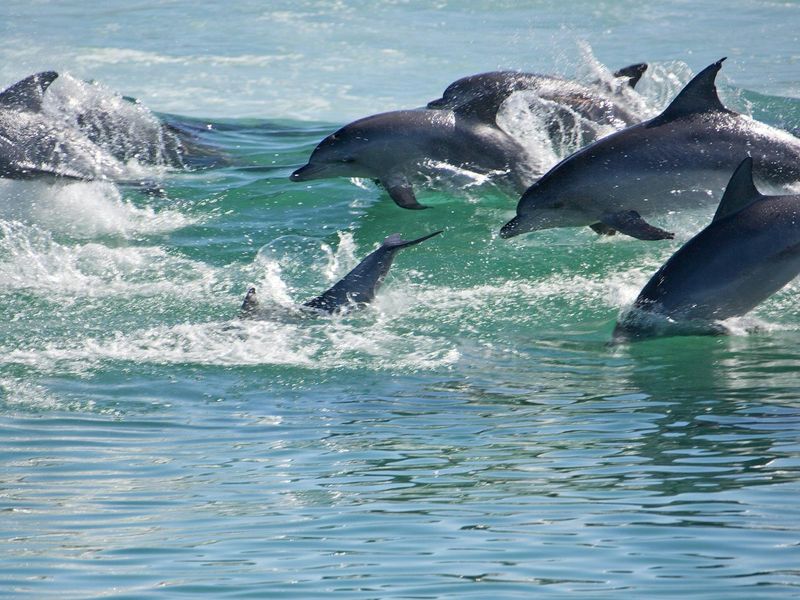 Port Stephens, Australia