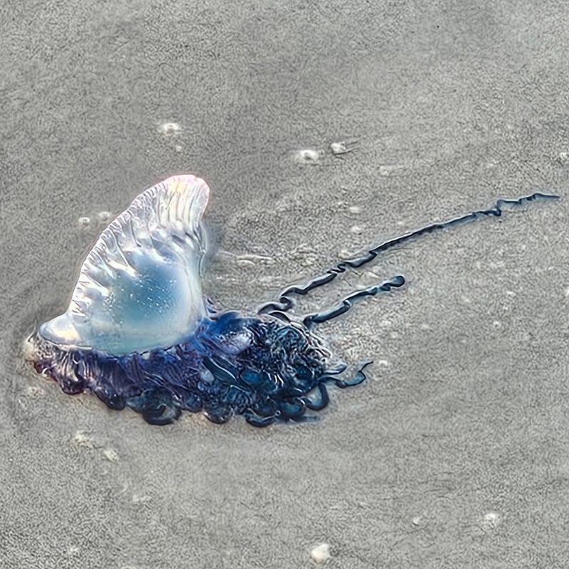 Portuguese Man O' War