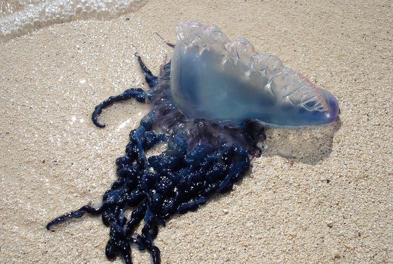 Portuguese Man o' War