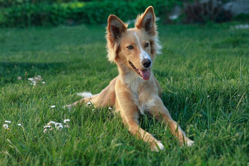 Portuguese Podengo