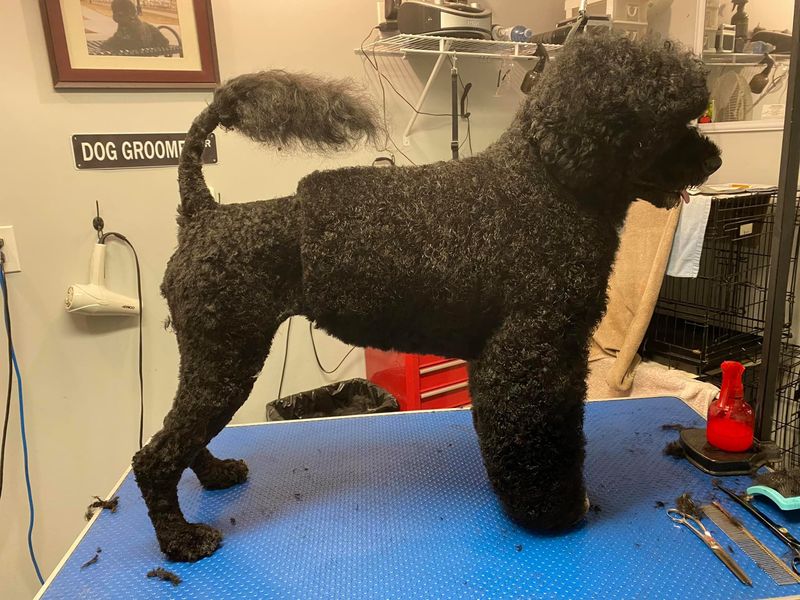 Portuguese Water Dog