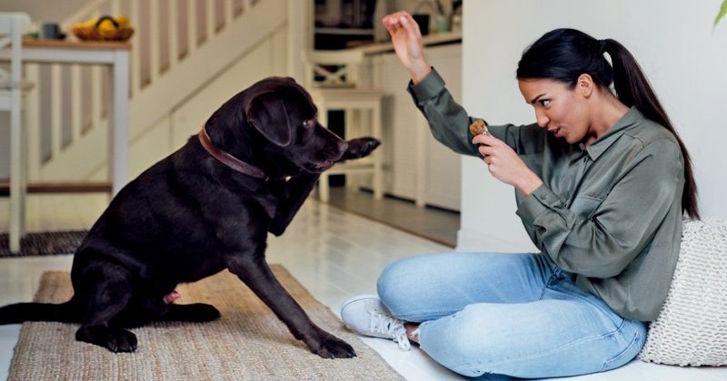 Positive Reinforcement Training