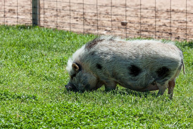 Potbellied Pig