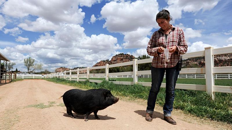Potbellied Pigs